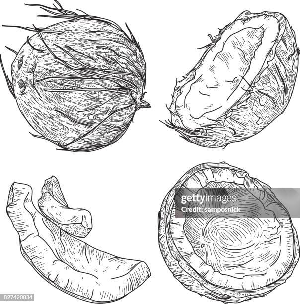 coconuts in black and white set - coconut stock illustrations