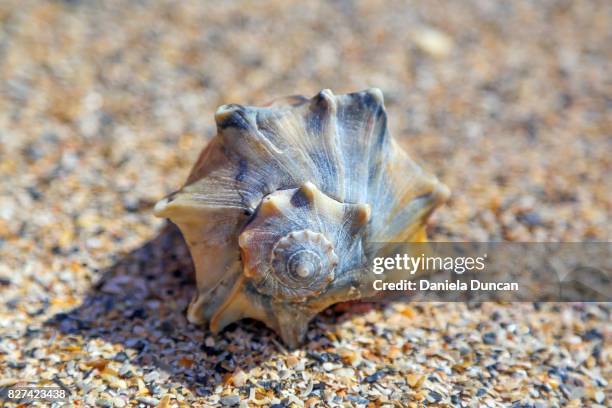 shell - fibonacci shell stock pictures, royalty-free photos & images