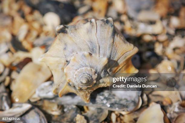 shell - fibonacci shell stock pictures, royalty-free photos & images