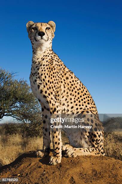 cheetah on termite mound. - gepard stock-fotos und bilder