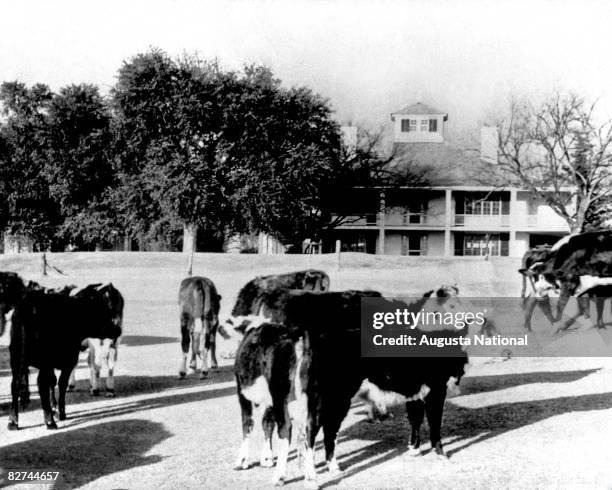 Cows seen in front of the clubhouse at Augusta National Golf Club in 1943 in Augusta, Georgia.