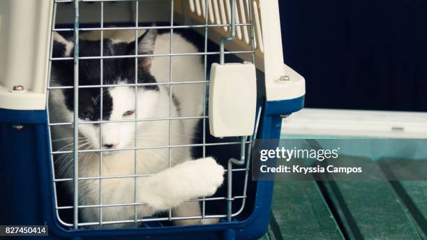 crying cat inside cat carrier tries to open the door - pet carrier stock pictures, royalty-free photos & images