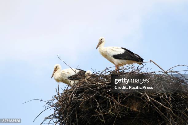 Young storks in Ihlow at Märkisch Oderland in Germany.