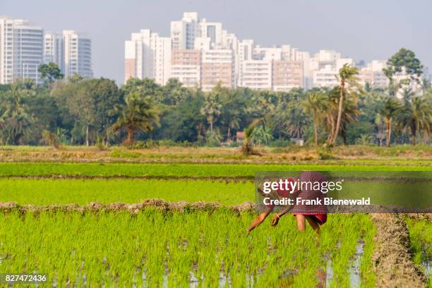 Woman, wearing a sari, is working on a rice field with young rice plants in the rural surroundings of the suburb New Town, new buildings in the...