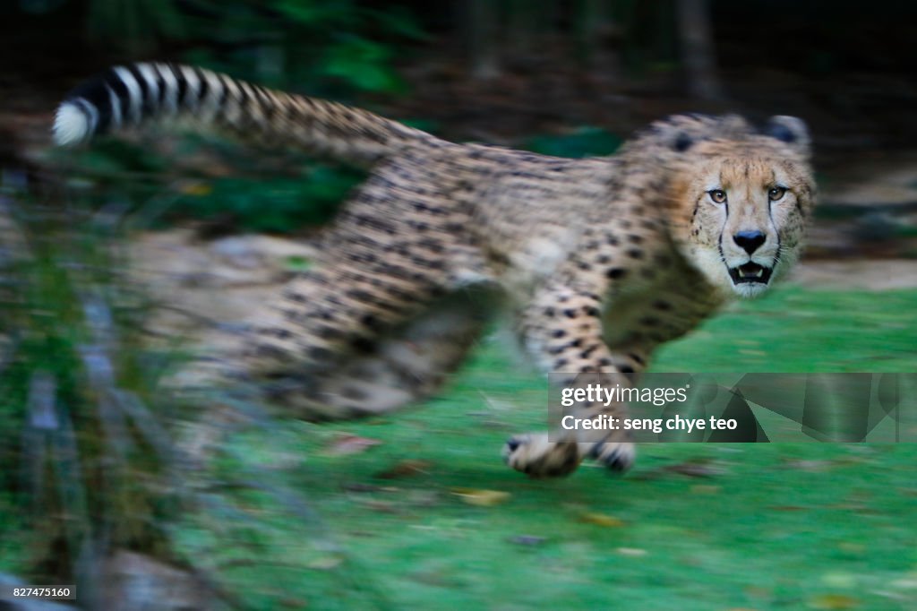 Cheetah killer dash