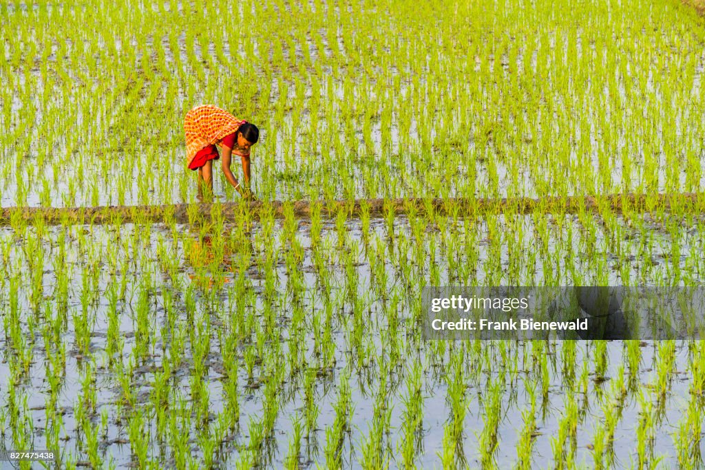 A woman, wearing a sari, is working on a rice field with...