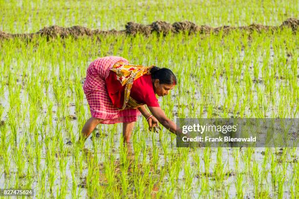 India Rie Fields Indian Rice Field Photos and Premium High Res Pictures - Getty Images