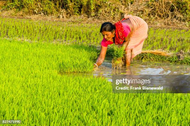 Woman, wearing a sari, is working on a rice field with young rice plants in the rural surroundings of the suburb New Town.