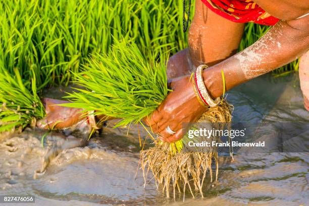 Woman, wearing a sari, is working on a rice field with young rice plants in the rural surroundings of the suburb New Town.