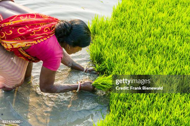 India Rie Fields Indian Rice Field Photos and Premium High Res Pictures - Getty Images