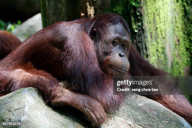 orangutan daydream portrait - sumatran orangutan stock pictures, royalty-free photos & images