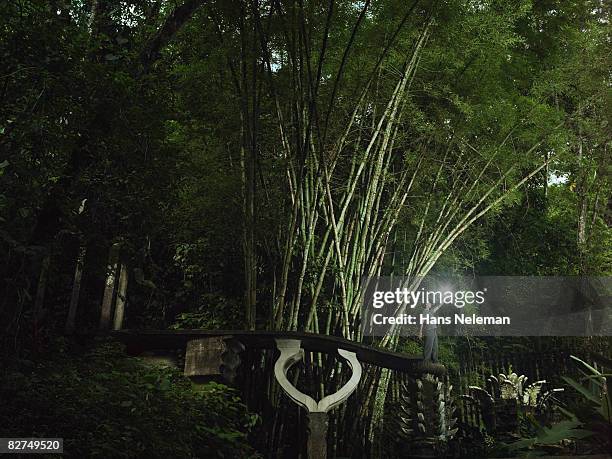 portrait of a man holding a light in the forest - las posas foto e immagini stock