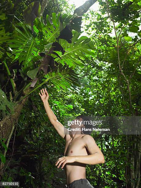 man reaching for a leaf - las posas stock pictures, royalty-free photos & images