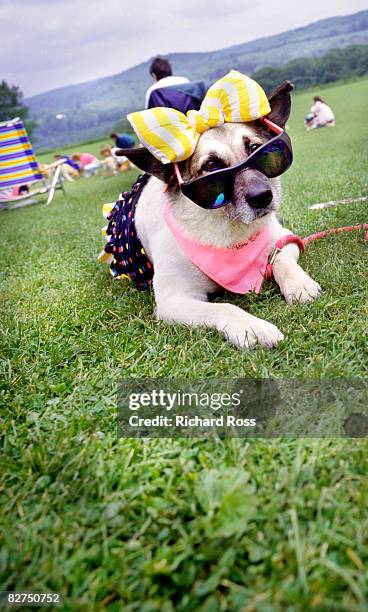 a dog with a costume and sunglasses - hair bow stock pictures, royalty-free photos & images