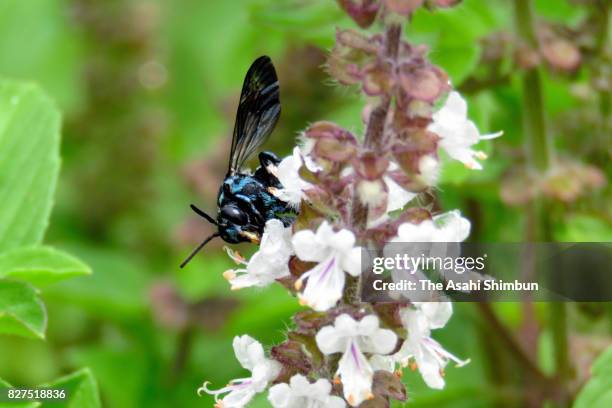 Blue bee is seen at Yoh Shomei Aso Highland Museum Park on August 5, 2017 in Minamiaso, Kumamoto, Japan.