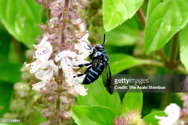 Blue bee is seen at Yoh Shomei Aso Highland Museum Park on August 5, 2017 in Minamiaso, Kumamoto, Japan.