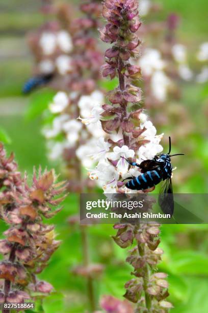 Blue bee is seen at Yoh Shomei Aso Highland Museum Park on August 5, 2017 in Minamiaso, Kumamoto, Japan.