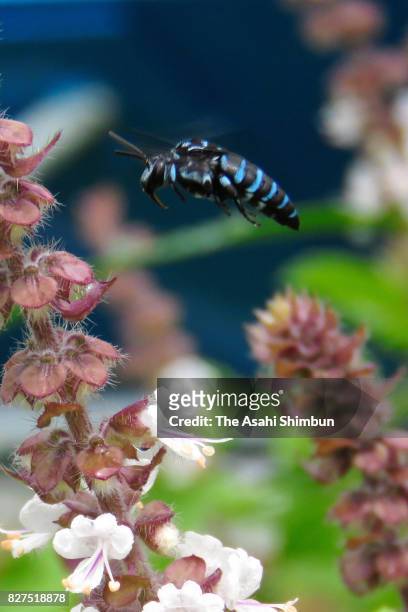 Blue bee is seen at Yoh Shomei Aso Highland Museum Park on August 5, 2017 in Minamiaso, Kumamoto, Japan.