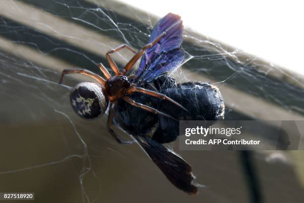 False widow spider begins the process of wrapping its prey caught in its web in silk, in a garden in the southern French city of Toulouse on August...