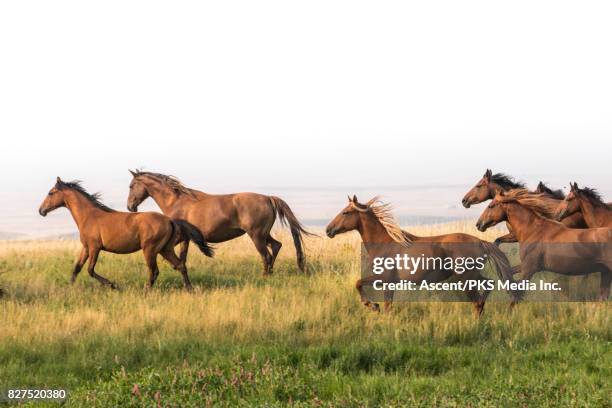 wild horses run along hillside above badlands - horse running stock-fotos und bilder