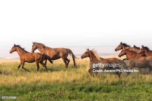 wild horses run along hillside above badlands - horses running fotografías e imágenes de stock