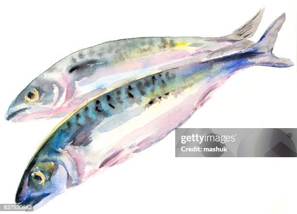 stockillustraties, clipart, cartoons en iconen met aquarel makreel - makreel