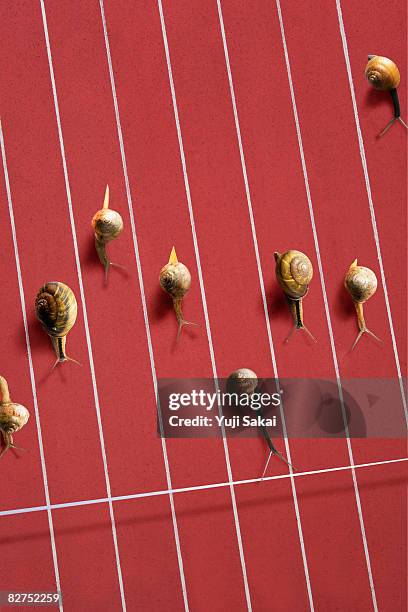 Snail Racing Shells 186 Snail Racing Stock Photos, High-Res Pictures, and Images - Getty Images