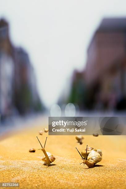 Snail Racing Background 204 Snails Racing Stock Photos, High-Res Pictures, and Images - Getty ...