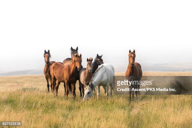 wild horses congregate on hillside above badlands - animals in the wild stock pictures, royalty-free photos & images