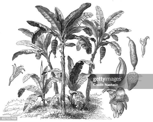 banana tree (musa paradisiaca) - plantain stock illustrations