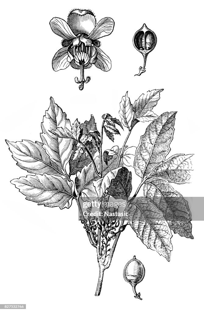 Guarana (Paullinia cupana)