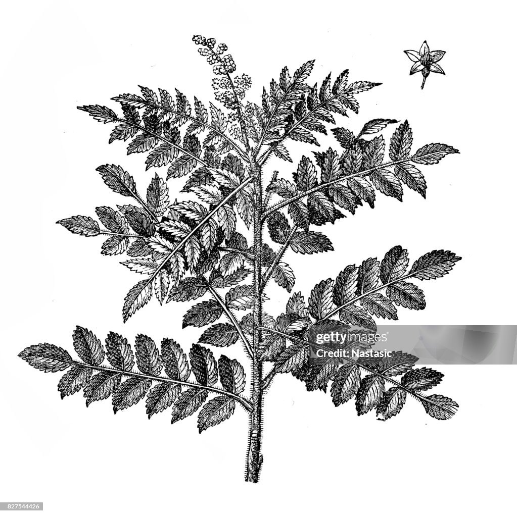 Rhus coriaria (elm-leaved sumach)