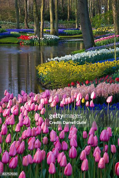 tulips & spring bulbs flowering along waters edge - lisse stock pictures, royalty-free photos & images