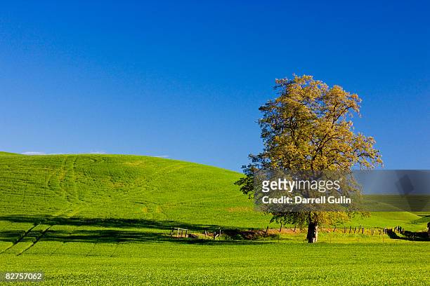 lone cottonwood tree in field of green wheat - cottonwood stock pictures, royalty-free photos & images