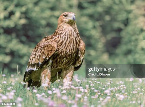 golden eagle among daisy flowers and grass - aquila heliaca stock pictures, royalty-free photos & images