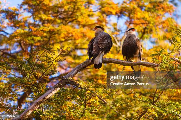 southern caracara, torres del paine national park, patagonia, chile - lake argentina stock pictures, royalty-free photos & images