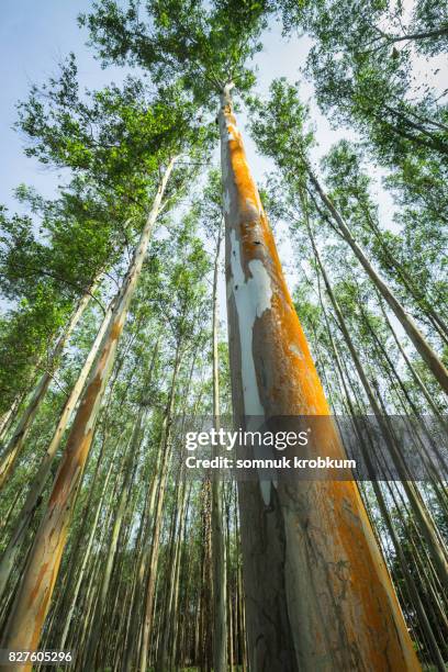 eucalyptus trees - árbol de eucalipto fotografías e imágenes de stock