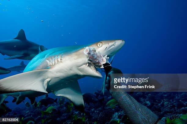 gray reef shark attacking bait - shark attack stock pictures, royalty-free photos & images
