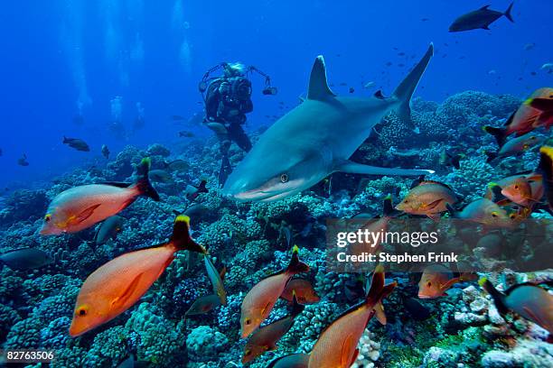 silvertip shark (carcharhinus albimarginatus)  - ペレスメジロザメ ストックフォトと画像