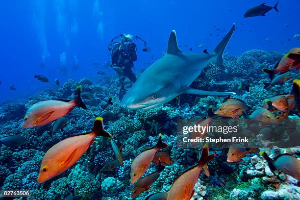 silvertip shark (carcharhinus albimarginatus)  - tuamotu islands stock pictures, royalty-free photos & images