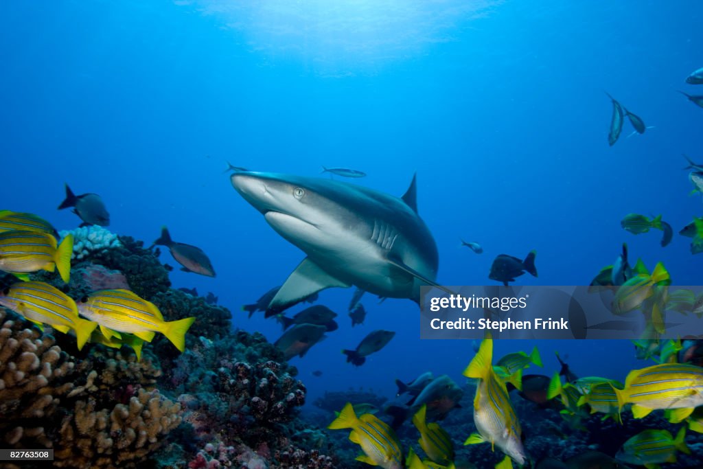 Sharks At Snapper Rocks Bluelined Snapper Avoid Gray Reef Shark High-Res Stock Photo - Getty Images