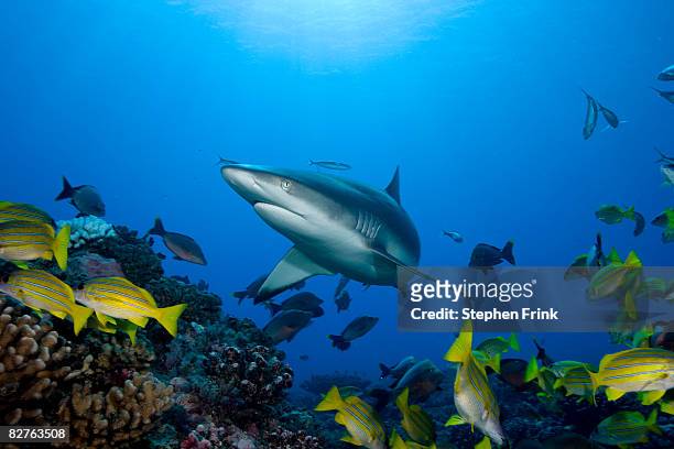 blue-lined snapper avoid gray reef shark - gray reef shark stock pictures, royalty-free photos & images