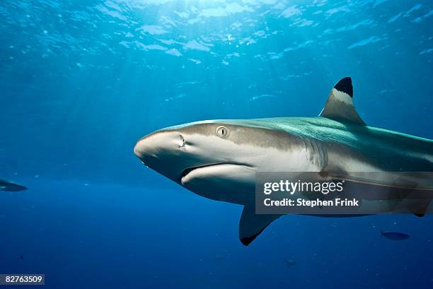 blacktip reef shark (carcharhinus amblyrhynchos) - blacktip reef shark stock-fotos und bilder