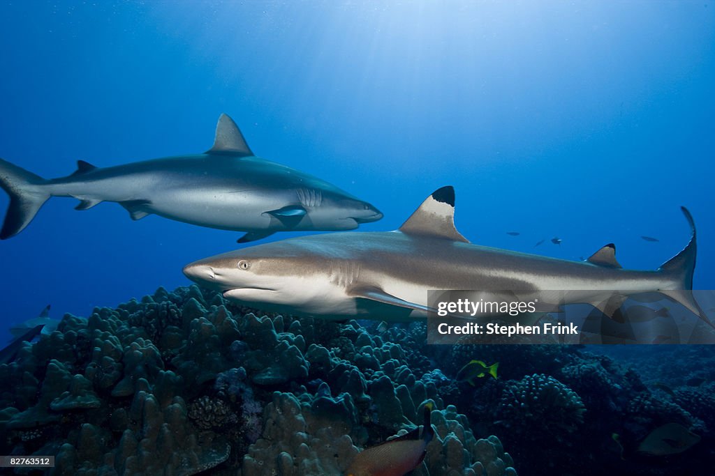 Gray reef shark and  Blacktip reef shark 