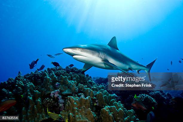 gray reef shark (carcharhinus amblyrhynchos) - shark imagens e fotografias de stock