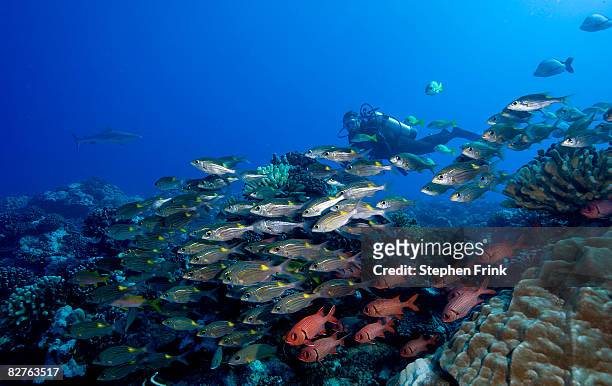 schooling fish on a coral reef - moorea stock pictures, royalty-free photos & images
