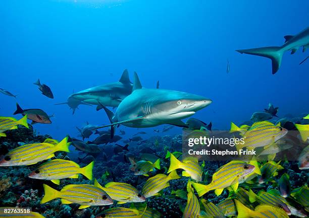 blue-lined snapper avoid gray reef shark  - bluelined snapper stockfoto's en -beelden