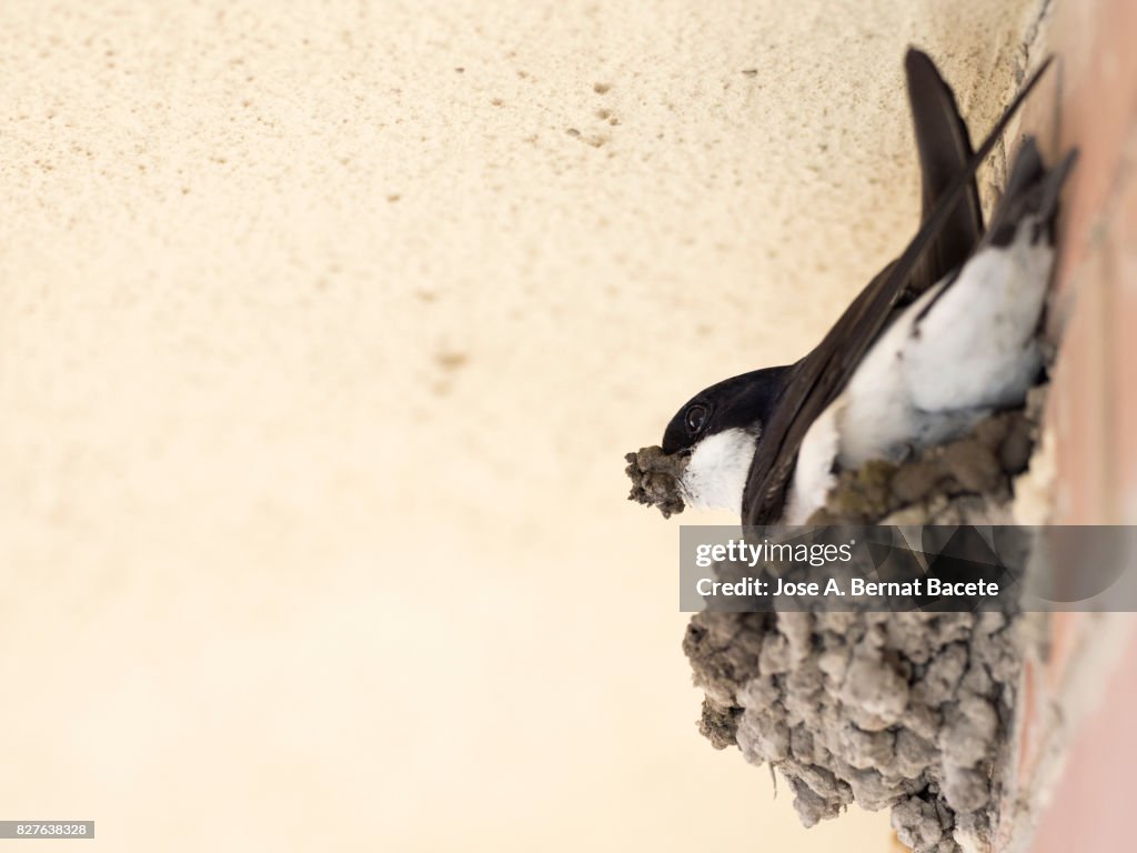 Common House Martin (Delichon urbica) adult, constructing his nest of mud on a wall