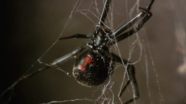 159 Black Widow Spider Videos and HD Footage - Getty Images