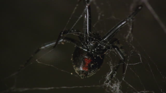 159 Black Widow Spider Videos and HD Footage - Getty Images